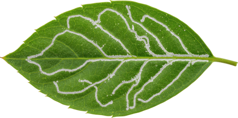 Close up of Leaf Miner Trails on a Green Leaf Detailed Insect Damage Nature Photography
