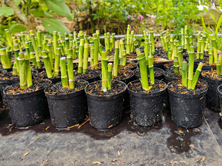Rows of young bamboo plants are potted in black containers filled with rich soil, presenting an...