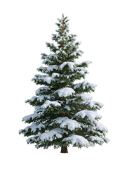 Isolated coniferous green spruce tree with classic pyramidal shape and snow-dusted branches against...
