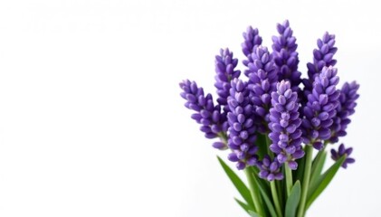 Obraz premium Lush lavender bouquet, vibrant purple blossoms on stark white, vibrant, summer