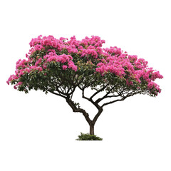 Isolated ornamental tree with vibrant pink blossoms and distinctive branching structure against transparent background, perfect for landscape design and botanical illustrations © farid4kbar