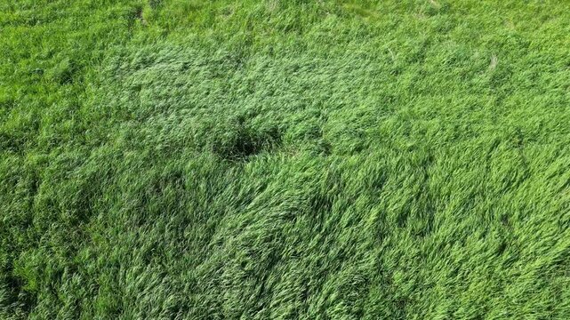Aerial view of a field of tall green grass undulating in the wind. - Vue a&eacute;rienne d'un champ de hautes herbes vertes ondulants sous les effets du vent