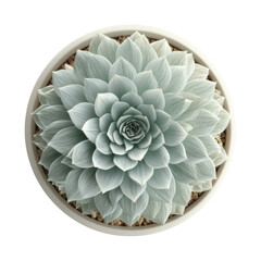 Overhead View of Echeveria Succulent in White Pot