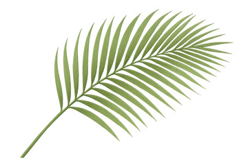 Fototapeta premium Palm leaf casting vivid shadow, representing lush tropical vegetation against clean transparent backdrop