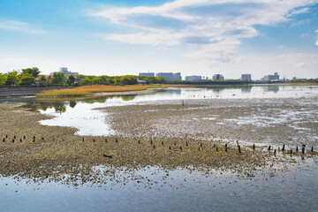 青空に映える谷津干潟 （ラムサール条約湿地） コピースペースあり（日本千葉県習志野市）Yatsu-higata Tidal Flat (Yatsu Higata tidal flat) （Ramsar Site）against the blue sky, copy space available (Narashino City, Chiba Prefecture, Japan)