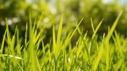 Obraz premium A beautifully detailed macro shot of fresh green grass with morning sunlight shining through. The image captures the natural texture, dew, and freshness of a healthy lawn, ideal for nature, gardening,