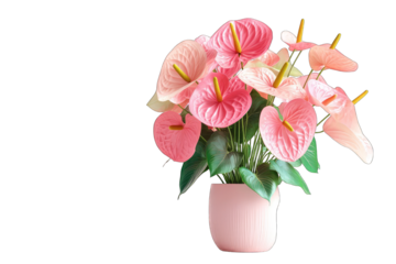 A blush pink and pale peach Anthurium flower bouquet in a light pink vase, lush green foliage visible