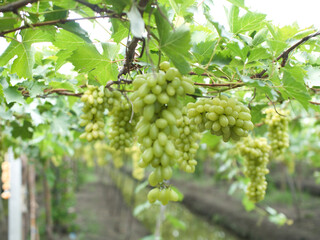 Grape varieties shine muscat from farmers' gardens