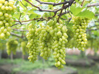 Grape varieties shine muscat from farmers' gardens