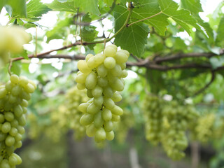 Grape varieties shine muscat from farmers' gardens