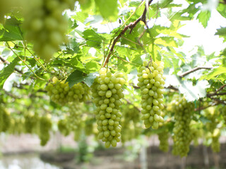 Grape varieties shine muscat from farmers' gardens