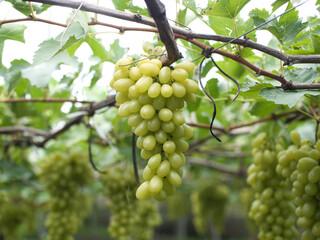 Grape varieties shine muscat from farmers' gardens
