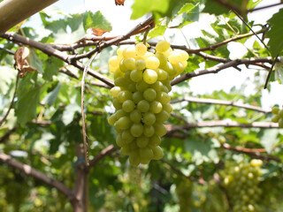 Grape varieties shine muscat from farmers' gardens