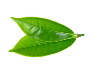 Fototapeta premium Two Bright Green Leaves on Black Background Demonstrating Detailed Texture and Reflective Surfaces