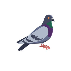 vector drawing bird, rock dove, hand drawn Columba livia,, isolated nature design element