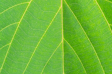 アカメガシワの葉と葉脈のマクロ撮影 5月の野山03