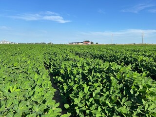 campo argentino, agrícultura y cultivos