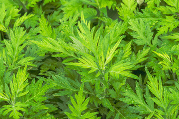 オウシュウヨモギ　 5月の野山06