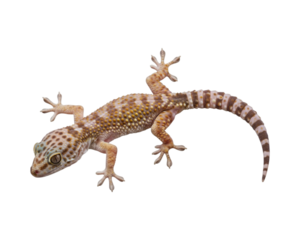 Gecko on transparent background