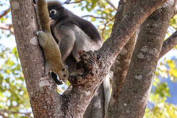 Grey squirrel on the background of Dusky leaf monkey, spectacled langur on a tree in the jungle. Coexistence of animals of different species in nature
