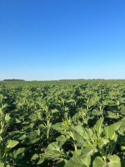 campo argentino, agrícultura y cultivos