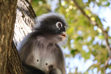 Portrait of dusky leaf monkey, spectacled langur sits on a tree branch in the jungle and looks out for his competitors and enemies