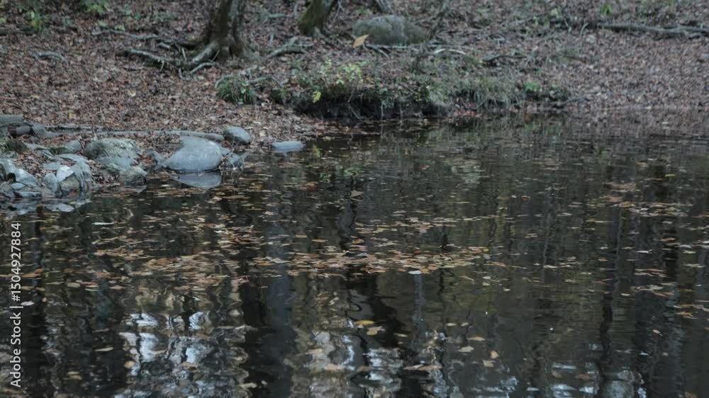 Poster Static shot capturing the gentle movement of water in a forest creek, with reflections of surrounding trees and scattered autumn leaves floating on the surface.