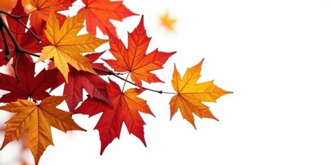 Fototapeta premium Isolated vibrant autumn leaves swirling, white backdrop , colorful leaves, element