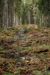 Wet forest floor in a cleared area