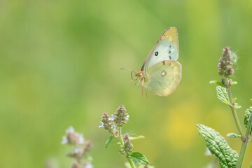 ネペタ ヌーダの花と白い蝶