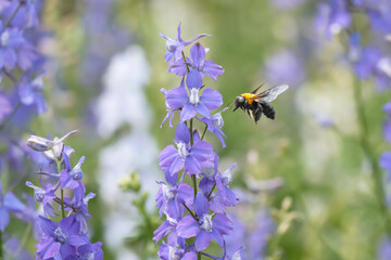 デルフィニウムの花と集密するクマバチ