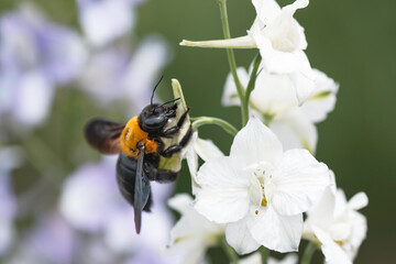 デルフィニウムの花と集密するクマバチ