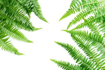 green fern leaves isolated on white background 