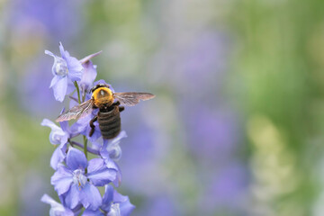 デルフィニウムの花と集密するクマバチ