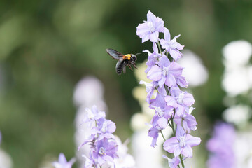 デルフィニウムの花と集密するクマバチ