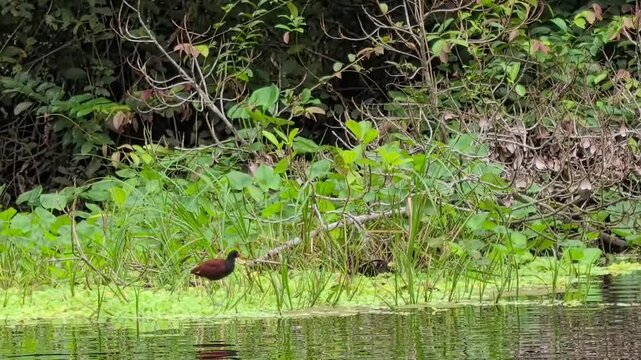 Wattled Jacanas Foraging Along the Amazon Riverbank