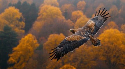 Majestic eagle soaring above autumn forest