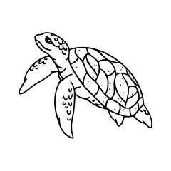 sea turtle outline vector illustration