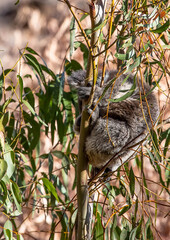 Baby koala clings to eucalyptus tree branches in native Australian bushland