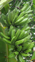 A banana bunch hangs from the stem, showcasing tropical abundance and natural fruit growth process.