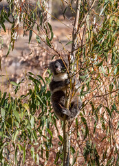 Young koala climbing eucalyptus tree while feeding on leaves in the wild