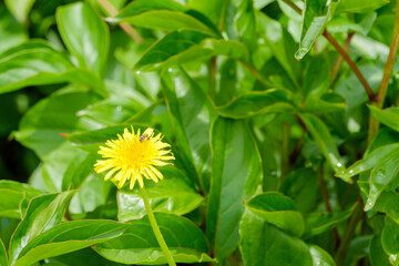 初夏の陽射しを浴びるタンポポと蜜を吸う蜂