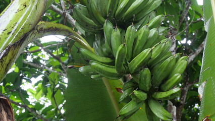 A banana bunch hangs from the stem, showcasing tropical abundance and natural fruit growth process.