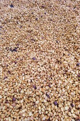 Close up of coffee beans drying in the sun          