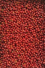 close up of fresh coffee beans for background                 