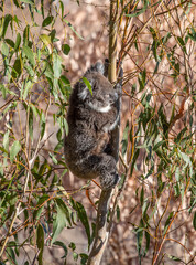 Young koala climbing eucalyptus tree while feeding on leaves in the wild