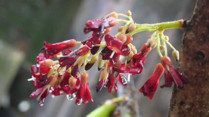 The bilimbi flower is small, star-shaped, and vibrant, blooming directly on its tree trunk.