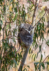 Young koala climbing eucalyptus tree while feeding on leaves in the wild