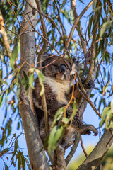 Koala resting in eucalyptus tree on a sunny day in Australia