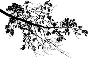 Vector illustration of natural oak branch